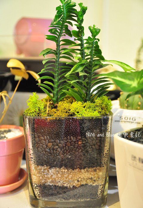 台南日光夏蘭多肉植物12