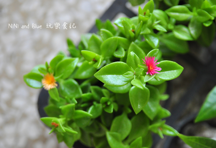 台南日光夏蘭多肉植物23