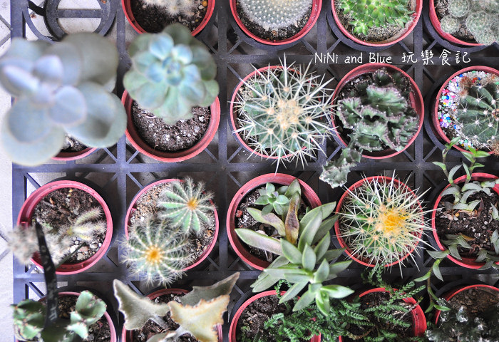 台南日光夏蘭多肉植物21