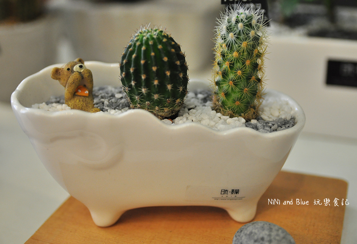 台南日光夏蘭多肉植物18