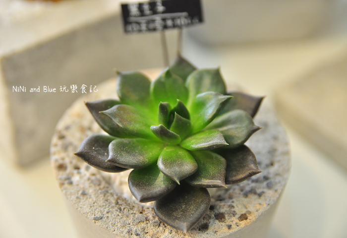 台南日光夏蘭多肉植物17