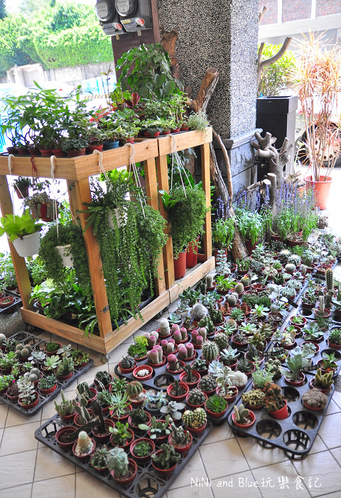 台南日光夏蘭多肉植物01