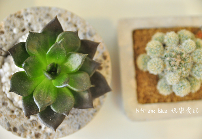 台南日光夏蘭多肉植物07