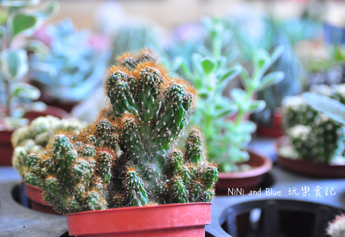 台南日光夏蘭多肉植物19