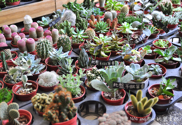 台南日光夏蘭多肉植物20