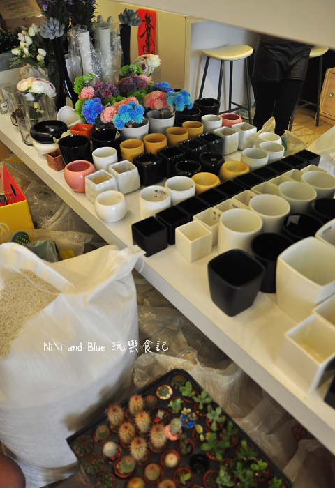 台南日光夏蘭多肉植物14