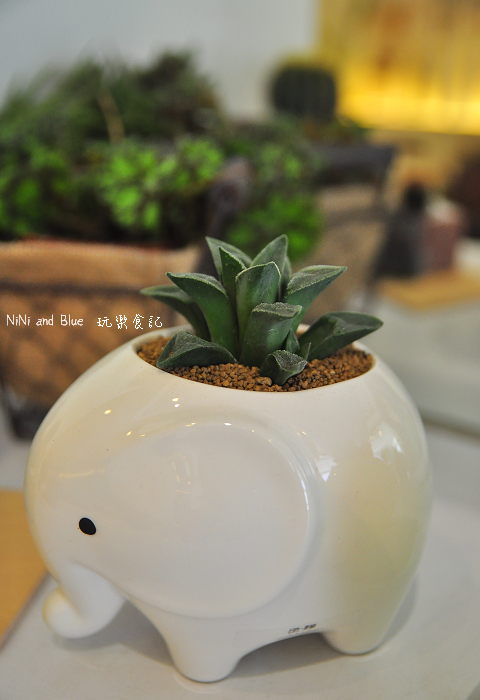 台南日光夏蘭多肉植物08