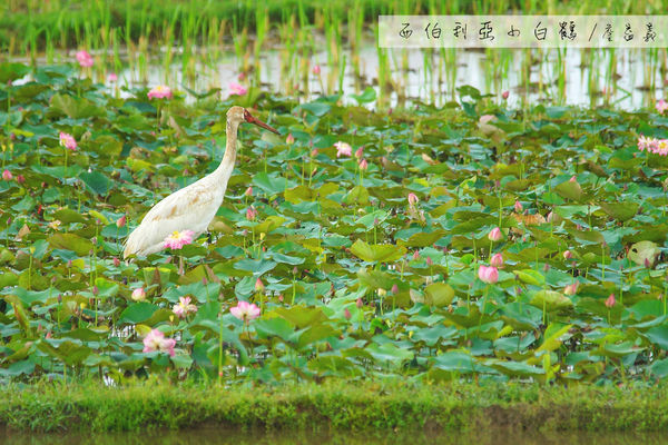金山清水濕地西伯利亞小白鶴