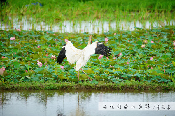 金山清水濕地西伯利亞小白鶴