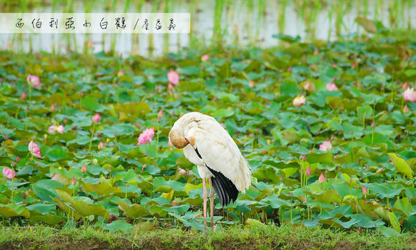 金山清水濕地西伯利亞小白鶴