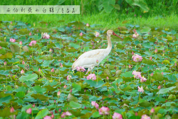金山清水濕地西伯利亞小白鶴