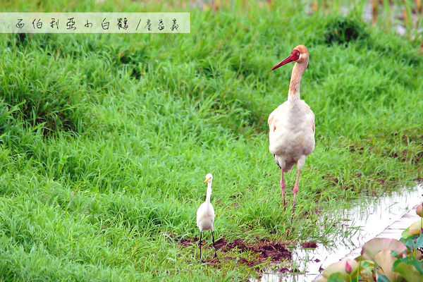 金山清水濕地西伯利亞小白鶴