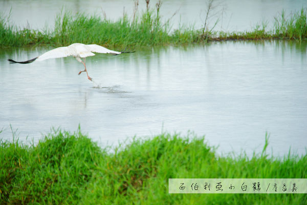 金山清水濕地西伯利亞小白鶴