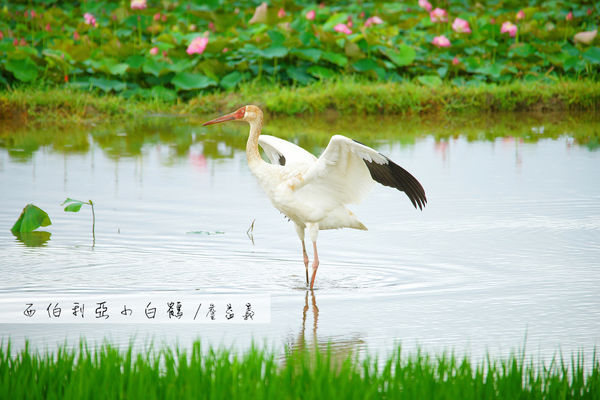 金山清水濕地西伯利亞小白鶴