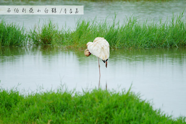 金山清水濕地西伯利亞小白鶴
