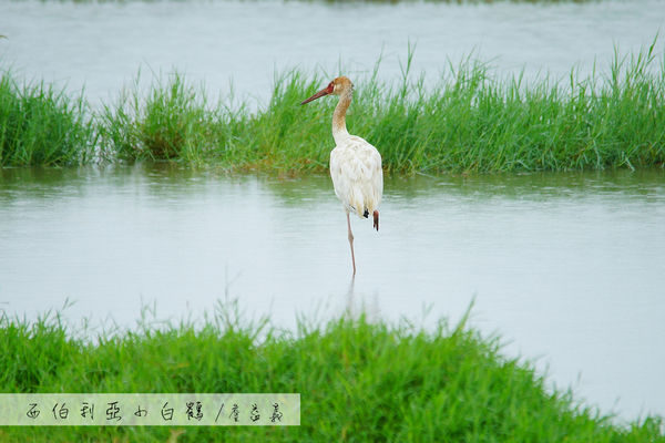 金山清水濕地西伯利亞小白鶴