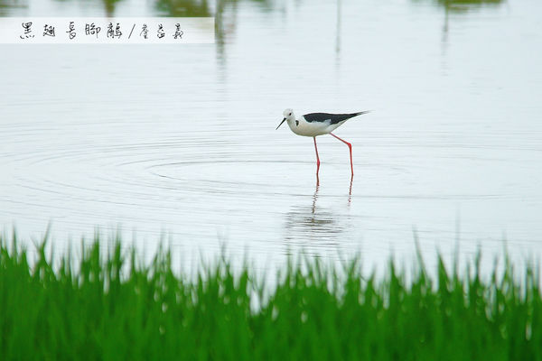 金山清水濕地西伯利亞小白鶴