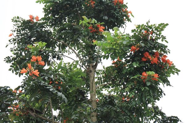 花蓮旅館，花蓮飯店，怡園渡假村，立川魚場