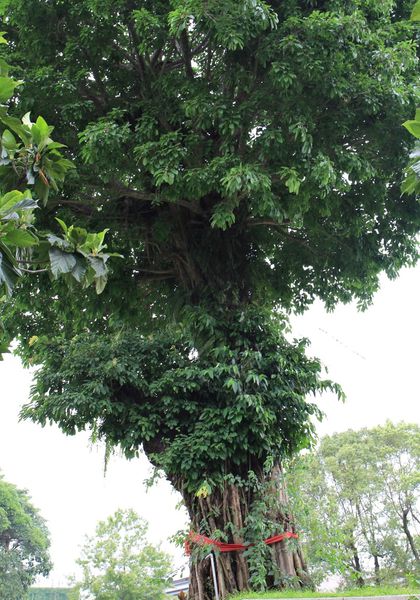 花蓮旅館，花蓮飯店，怡園渡假村，立川魚場
