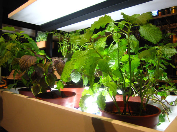 愛新覺羅 原味‧鮮採嚴煮：【台北市】萬古龍蝦石板燒火鍋雙人套餐-愛新覺羅 原味‧鮮採嚴煮