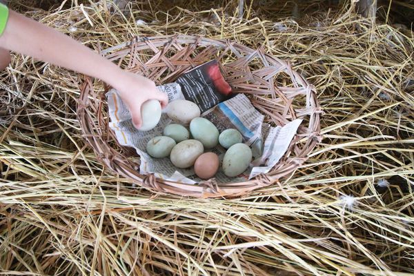【宜蘭旅遊】鴨寮故事館-養鴨、趕鴨、吃鴨三重奏-鴨子觀光工廠