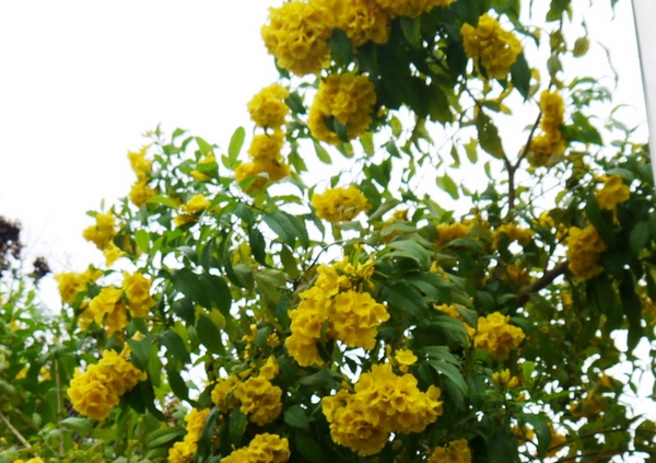 剛好冰果室：[台中北屯區]剛好冰果室，冰品搭配，恰如其名的剛好!剛好旁邊就是文昌國小，剛好賞個花...