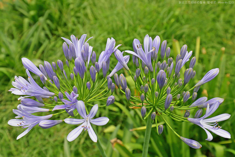 2015.05.30~新北三芝阿助伯農場