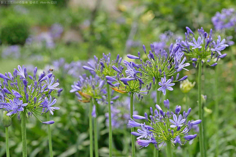 2015.05.30~新北三芝阿助伯農場