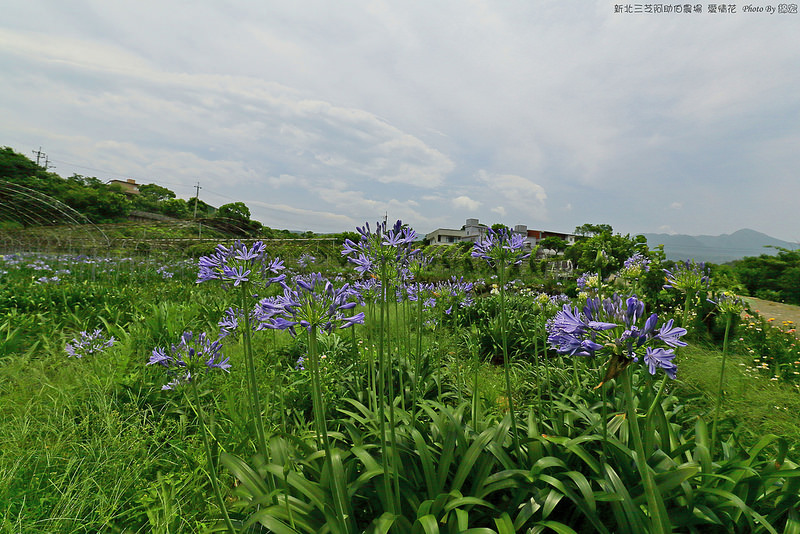 2015.05.30~新北三芝阿助伯農場