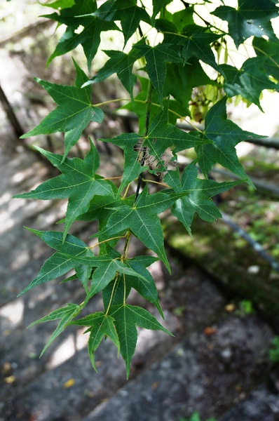 萬大碧湖行館：萬大碧湖行館