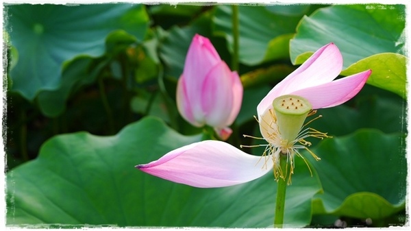 三樹路荷花池:【新北◍•ᴗ•◍三峽】賞花・三峽三樹路荷花田・6/3下午17時花況|濯清漣而不妖、美麗端莊的蓮花