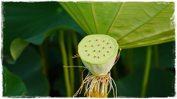 三樹路荷花池:【新北◍•ᴗ•◍三峽】賞花・三峽三樹路荷花田・6/3下午17時花況|濯清漣而不妖、美麗端莊的蓮花