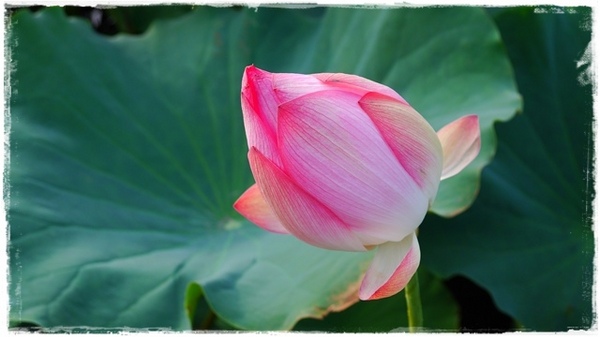 三樹路荷花池:【新北◍•ᴗ•◍三峽】賞花・三峽三樹路荷花田・6/3下午17時花況|濯清漣而不妖、美麗端莊的蓮花