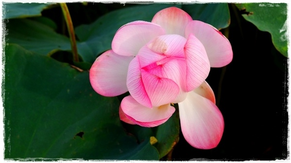 三樹路荷花池:【新北◍•ᴗ•◍三峽】賞花・三峽三樹路荷花田・6/3下午17時花況|濯清漣而不妖、美麗端莊的蓮花