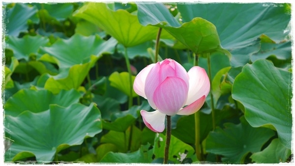 三樹路荷花池:【新北◍•ᴗ•◍三峽】賞花・三峽三樹路荷花田・6/3下午17時花況|濯清漣而不妖、美麗端莊的蓮花