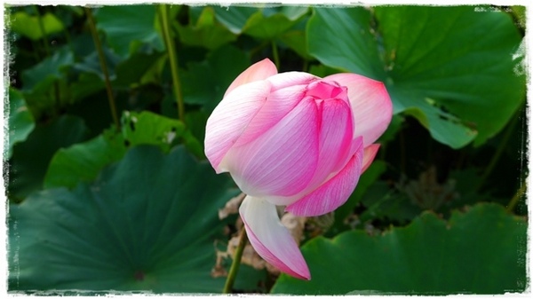 三樹路荷花池:【新北◍•ᴗ•◍三峽】賞花・三峽三樹路荷花田・6/3下午17時花況|濯清漣而不妖、美麗端莊的蓮花