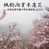 三樹路荷花池:【新北◍•ᴗ•◍三峽】賞花・三峽三樹路荷花田・6/3下午17時花況|濯清漣而不妖、美麗端莊的蓮花