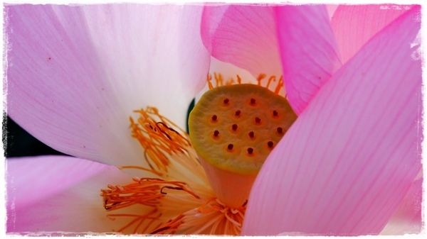 三樹路荷花池:【新北◍•ᴗ•◍三峽】賞花・三峽三樹路荷花田・6/3下午17時花況|濯清漣而不妖、美麗端莊的蓮花