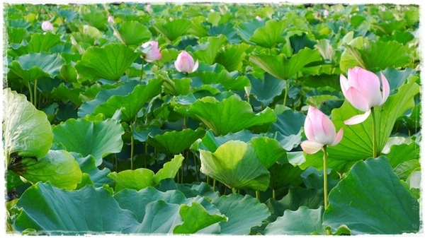 三樹路荷花池:【新北◍•ᴗ•◍三峽】賞花・三峽三樹路荷花田・6/3下午17時花況|濯清漣而不妖、美麗端莊的蓮花