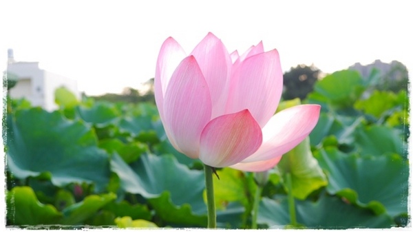 三樹路荷花池:【新北◍•ᴗ•◍三峽】賞花・三峽三樹路荷花田・6/3下午17時花況|濯清漣而不妖、美麗端莊的蓮花