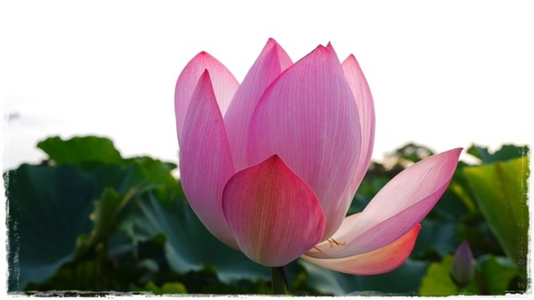 三樹路荷花池:【新北◍•ᴗ•◍三峽】賞花・三峽三樹路荷花田・6/3下午17時花況|濯清漣而不妖、美麗端莊的蓮花