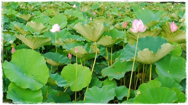 三樹路荷花池:【新北◍•ᴗ•◍三峽】賞花・三峽三樹路荷花田・6/3下午17時花況|濯清漣而不妖、美麗端莊的蓮花