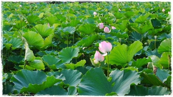三樹路荷花池:【新北◍•ᴗ•◍三峽】賞花・三峽三樹路荷花田・6/3下午17時花況|濯清漣而不妖、美麗端莊的蓮花