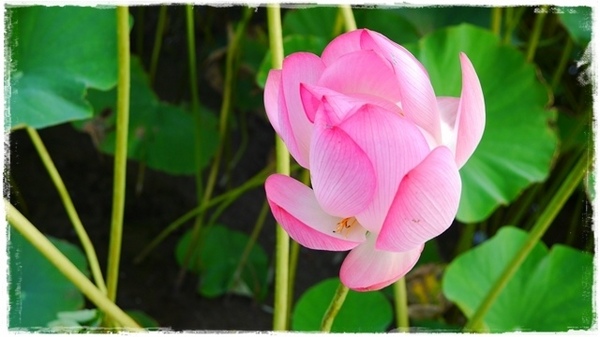 三樹路荷花池:【新北◍•ᴗ•◍三峽】賞花・三峽三樹路荷花田・6/3下午17時花況|濯清漣而不妖、美麗端莊的蓮花