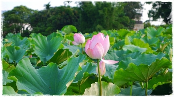 三樹路荷花池:【新北◍•ᴗ•◍三峽】賞花・三峽三樹路荷花田・6/3下午17時花況|濯清漣而不妖、美麗端莊的蓮花
