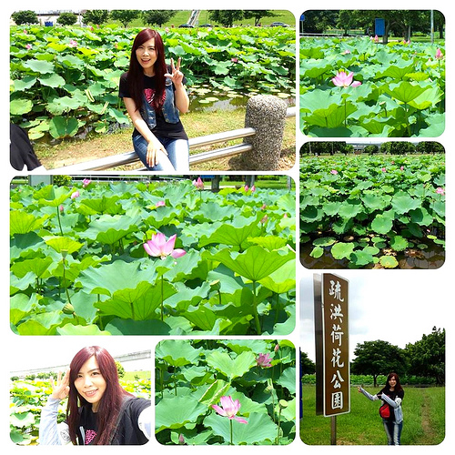 疏洪荷花公園:【新北市景點】二重疏洪荷花公園~荷花在綠葉之間綻放,輕輕地搖曳著迷人的身姿