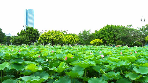 疏洪荷花公園:【新北市景點】二重疏洪荷花公園~荷花在綠葉之間綻放,輕輕地搖曳著迷人的身姿