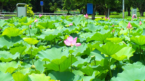 疏洪荷花公園:【新北市景點】二重疏洪荷花公園~荷花在綠葉之間綻放,輕輕地搖曳著迷人的身姿