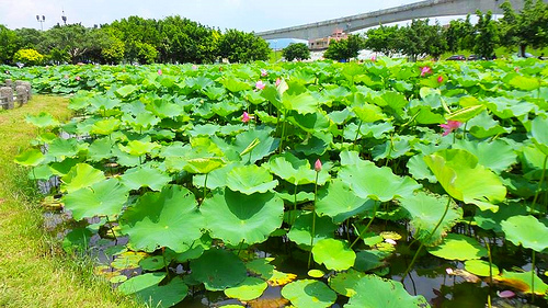 疏洪荷花公園:【新北市景點】二重疏洪荷花公園~荷花在綠葉之間綻放,輕輕地搖曳著迷人的身姿