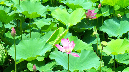 疏洪荷花公園:【新北市景點】二重疏洪荷花公園~荷花在綠葉之間綻放,輕輕地搖曳著迷人的身姿